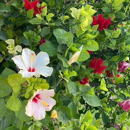 Bed & Breakfast Bolinajazz Lampedusa